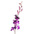 Orchid Dendrobium Purple (10 Stems)