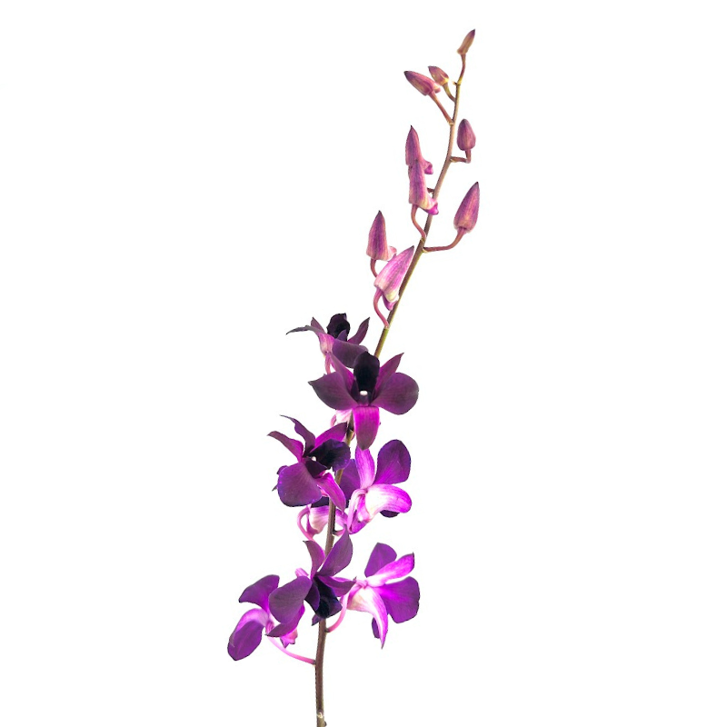 Orchid Dendrobium Purple (10 Stems)