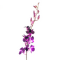 Orchid Dendrobium Purple (10 stem bunch)