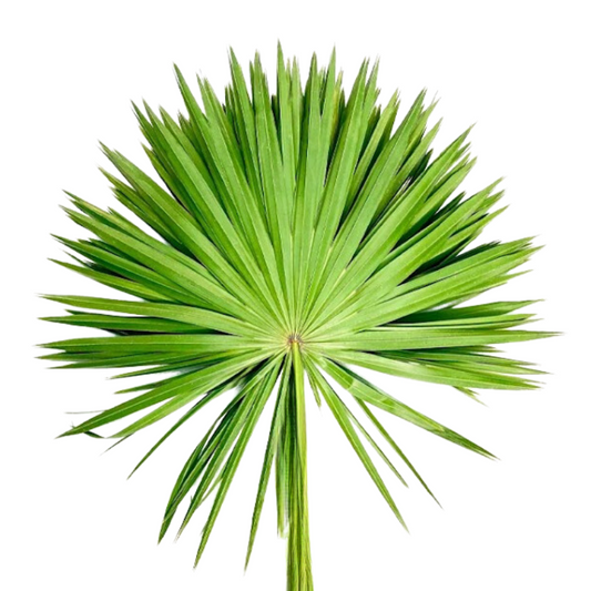 Palmetto