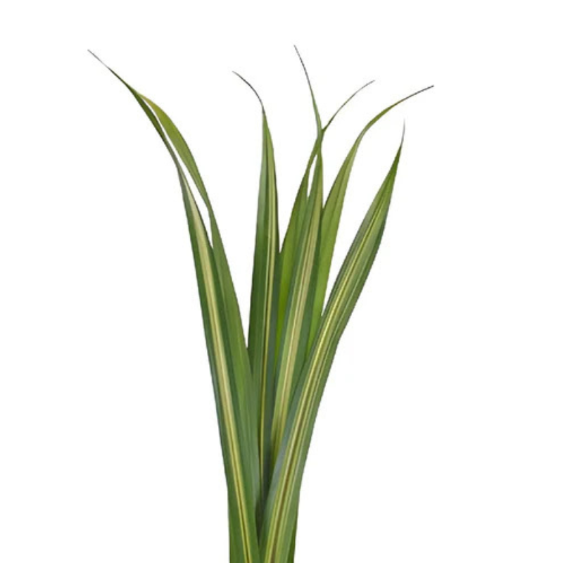 Pandanus Variegated