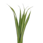 Pandanus Variegated (10 stem bunch)