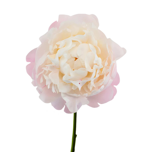 Peony Blush (5 stems)