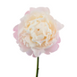 PEONY BLUSH (5 STEM BUNCH)