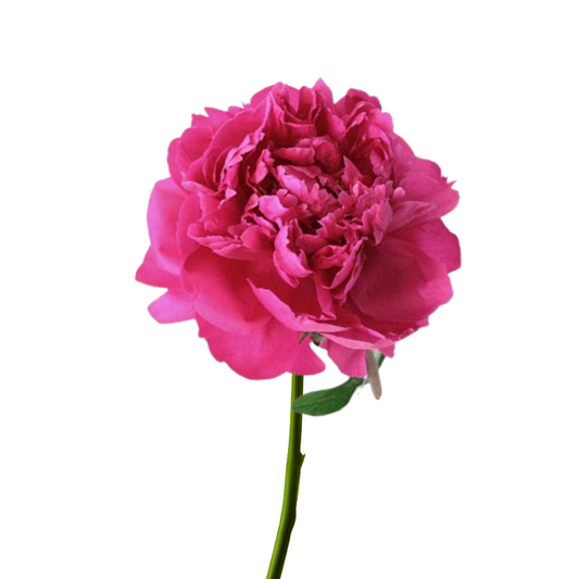 Peony Hot Pink (5 stems)