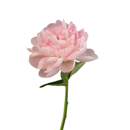 Peony Light Pink (5 stems)