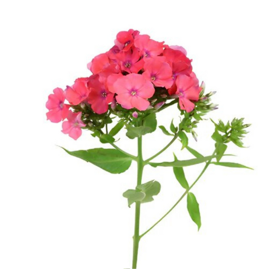 Phlox Hot Pink (10 Stems)