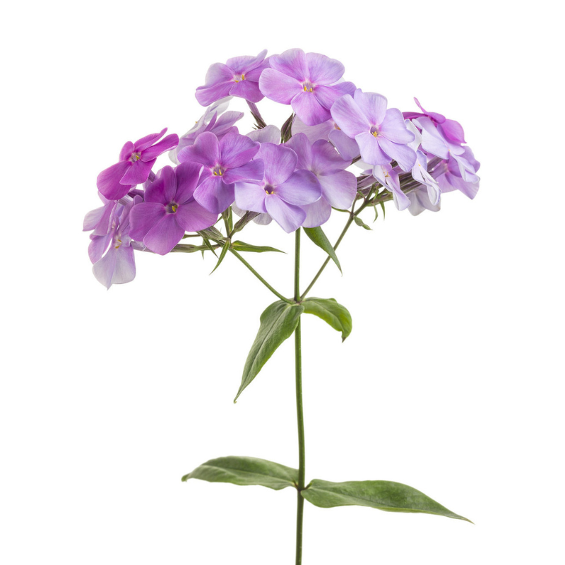 Phlox Lavender (10 Stems)