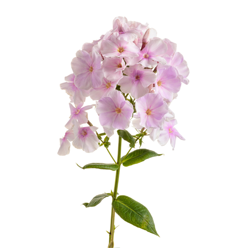 Phlox Light Pink (10 Stems)