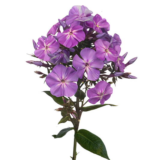 Phlox Purple (10 Stems)