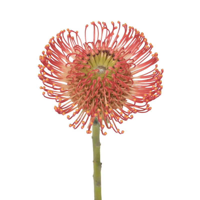 Pincushion Protea Red (Stem)