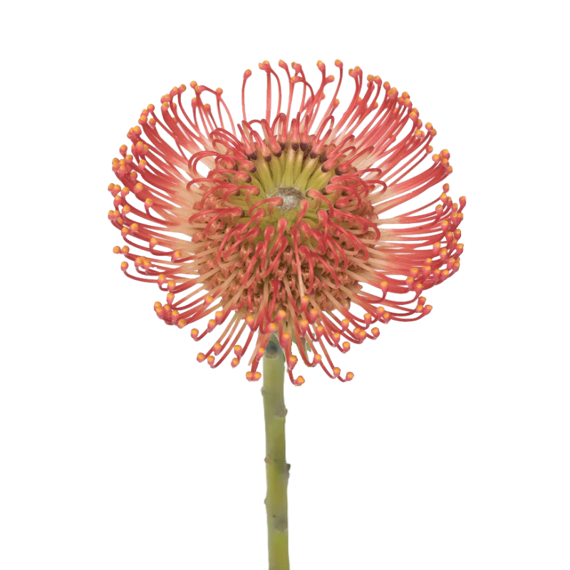 Pincushion Protea Red (10 Stem)