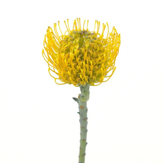 Pincushion Protea Yellow