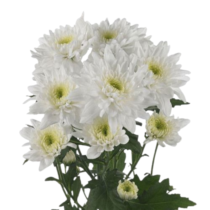 Pompom Cushion White (7 stems)