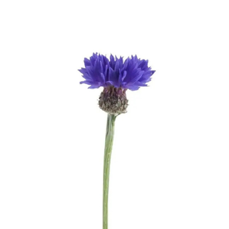 Cornflower Blue