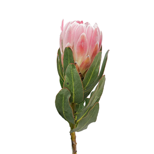 Protea Pink Ice (Stem)