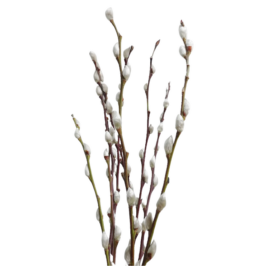 Pussy Willow Branches