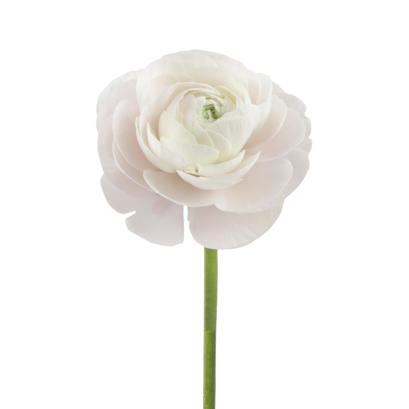 Ranunculus Blush (10 Stems)