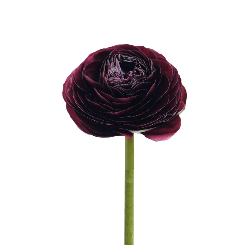 Ranunculus Burgundy (10 Stems) – Metro Flower Market