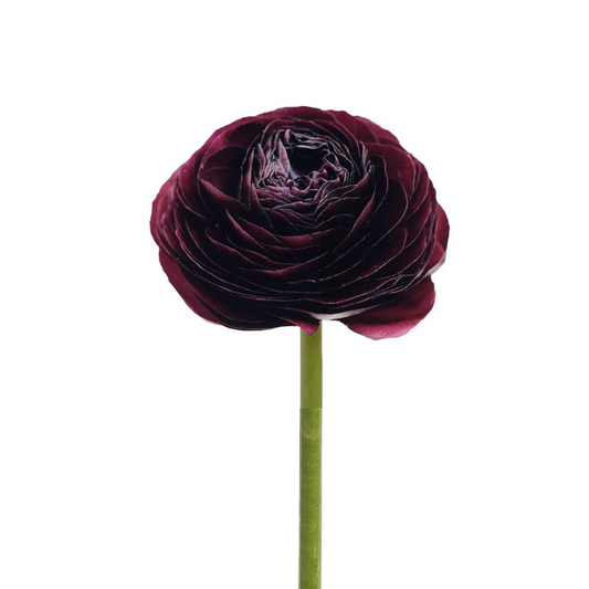 Ranunculus Burgundy (10 Stems)