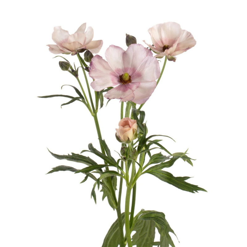 Ranunculus Butterfly Light Pink (10 Stems) – Metro Flower Market