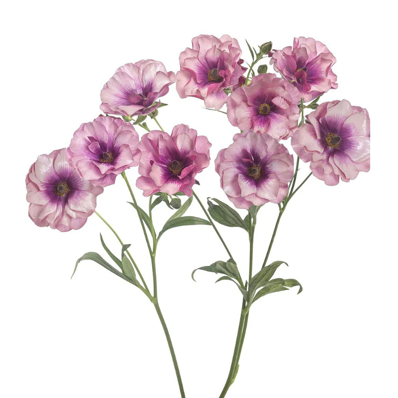 Ranunculus Butterfly Mauve (10 Stems)
