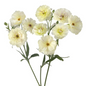 RANUNCULUS BUTTERFLY CREAM (10 STEM BUNCH)