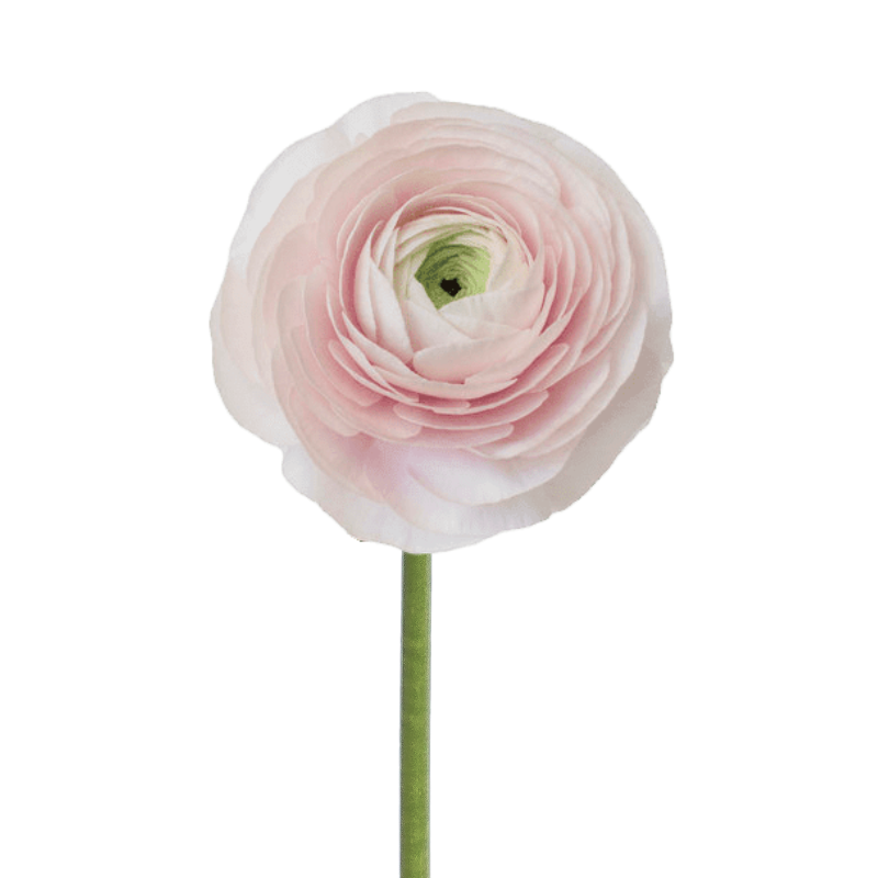 Ranunculus Blush Cloni (10 Stems)