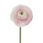 Ranunculus Cloni Blush (10 stem bunch)