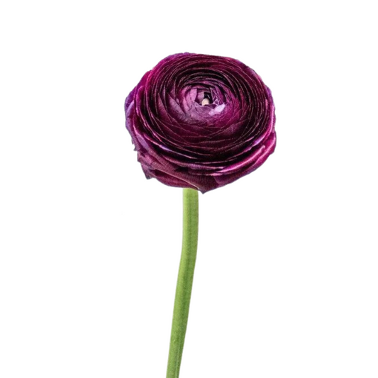 Ranunculus Dark Purple (10 Stems)