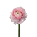 Ranunculus Light Pink (10 Stems)
