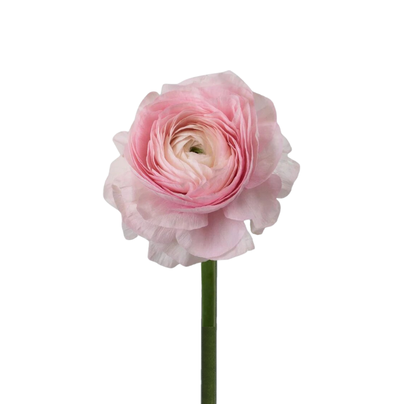 Ranunculus Light Pink (10 Stems)