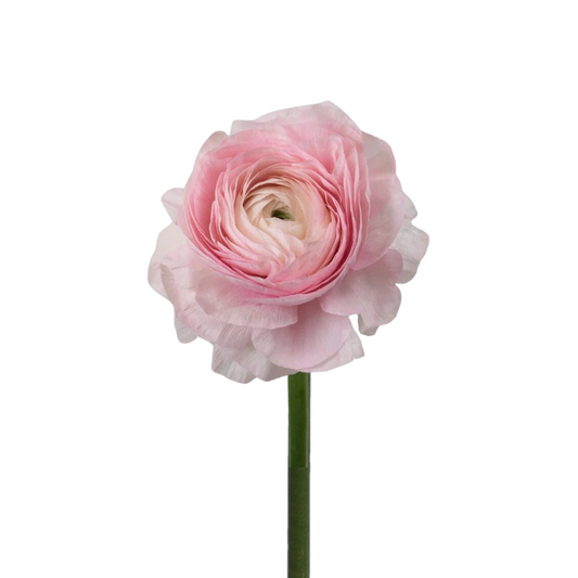 Ranunculus Light Pink (10 Stems)