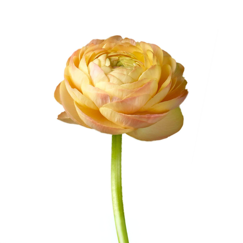 Ranunculus Peach (10 Stems)