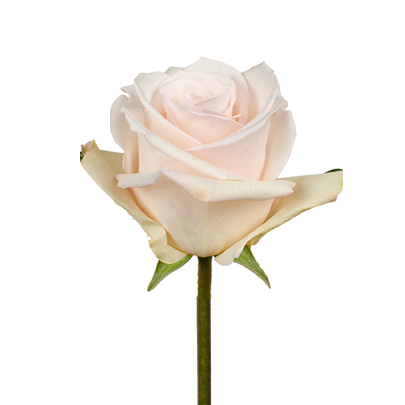Rose Blush (25 stem bunch) – Metro Flower Market