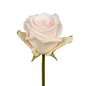 Rose Blush (25 stem bunch)
