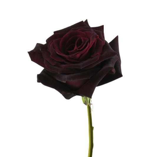 Rose Burgundy (25 stems)