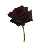 Rose Burgundy (25 stem bunch)