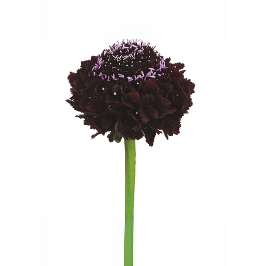 Scabiosa Blackberry Scoop (10 stems)