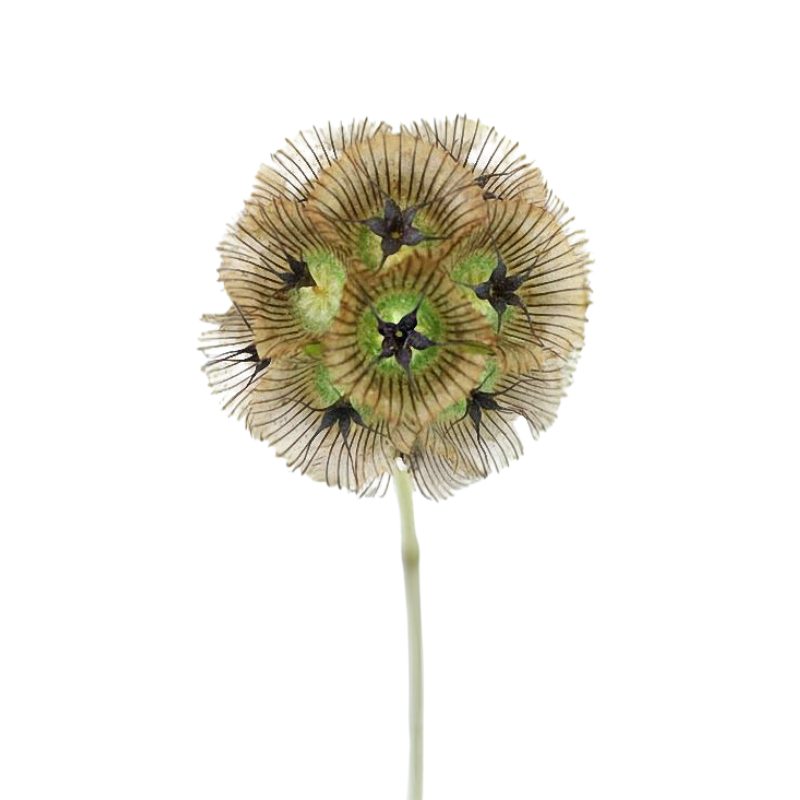 Scabiosa Pods (10 stems)