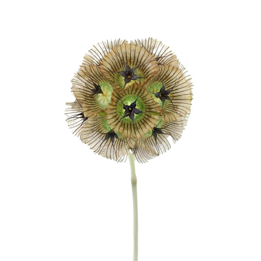 Scabiosa Pods (10 stems)