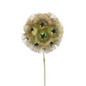 Scabiosa Pods (10 stem bunch)