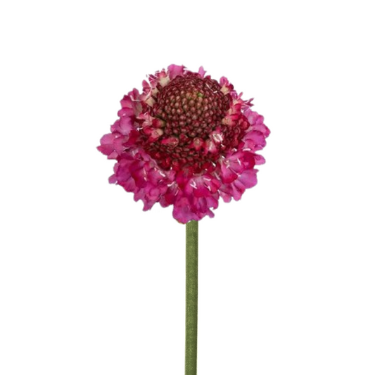 Scabiosa Raspberry Scoop (10 stems)