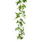 SMILAX WILD 10 LB BOX