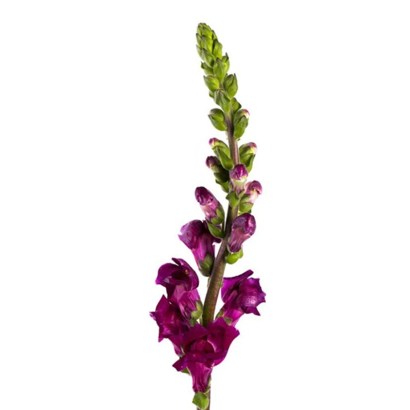 Snapdragon Purple (10 stems)