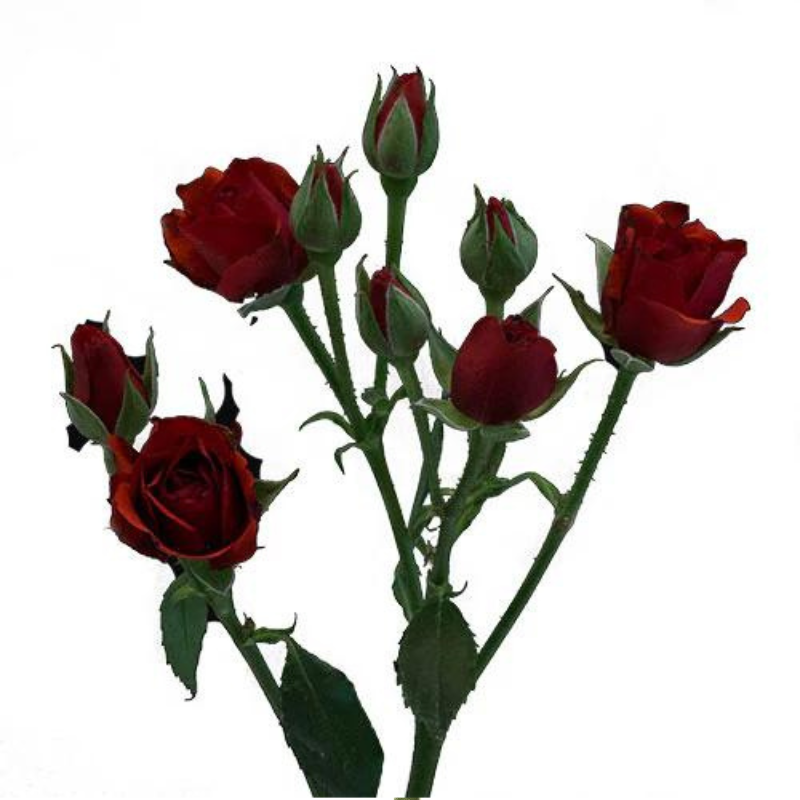 Spray Rose Burgundy (10 stems)