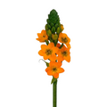 Star of Bethlehem Orange (10 Stems)