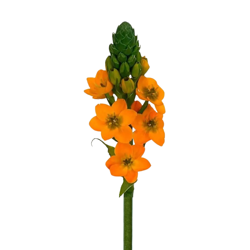 Star of Bethlehem Orange (10 Stems)
