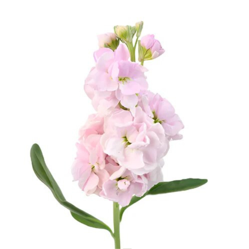 Stock Blush (10 stems)