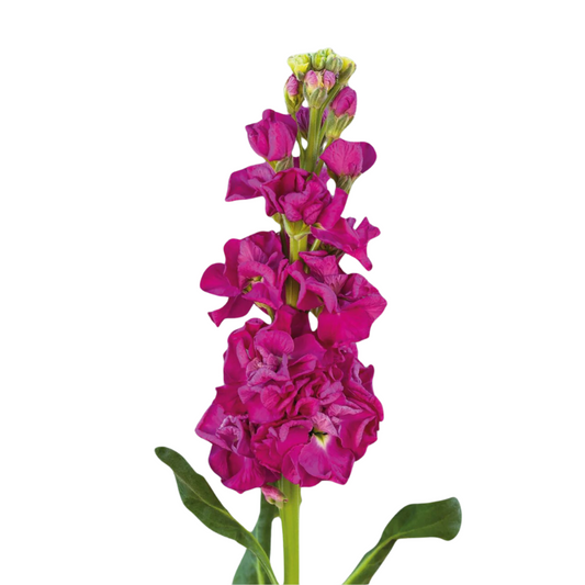 Stock Hot Pink (10 stems)